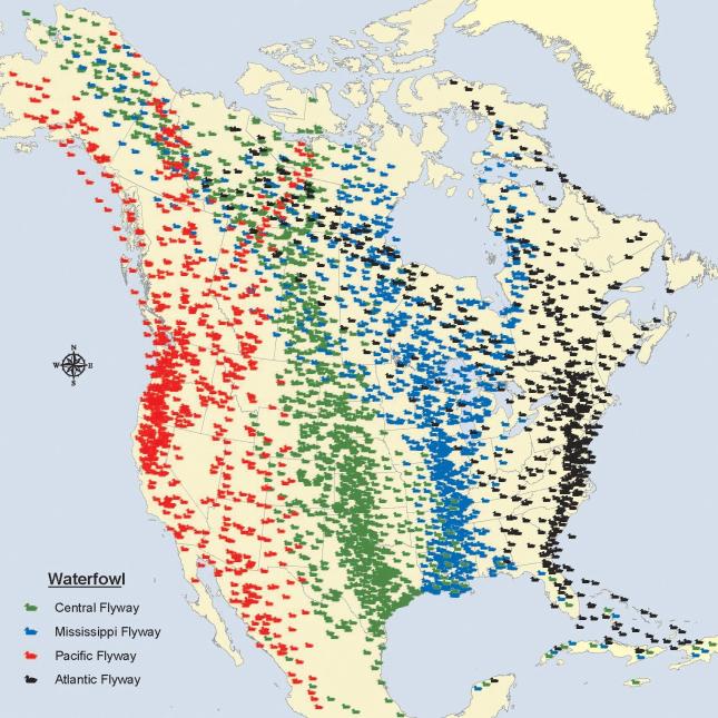 Migratory Bird Flyways - Courtesy U.S. Fish and Wildlife Service