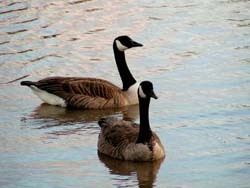 Canada Geese near water