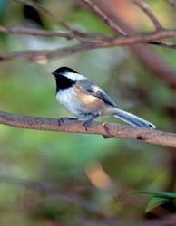 Black-capped Chickadee Black-capped Chickadee