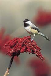 Carolina Chickadee perched on branch