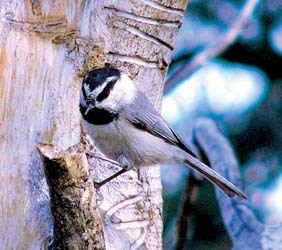 Mountain Chickadee Mountain Chickadee